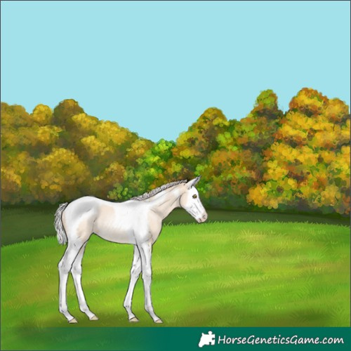 Horse Color:Silver Classic Champagne Dun Splash Tobiano Rabicano 