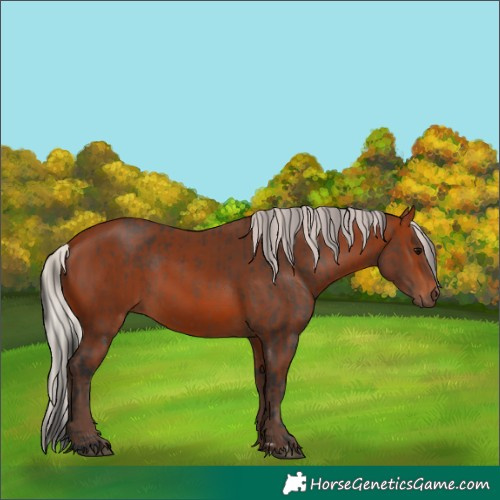Horse Color:Brown Rabicano  and Silver Brown Rabicano 