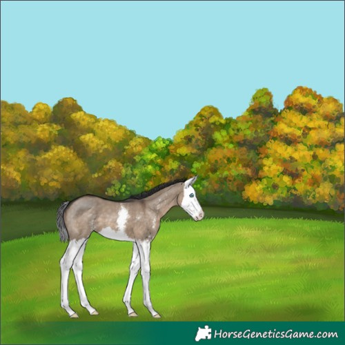 Horse Color:Brown Dun Sabino Splash