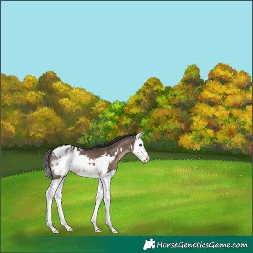 Horse Color:Brown Dun Splash Frame Appaloosa