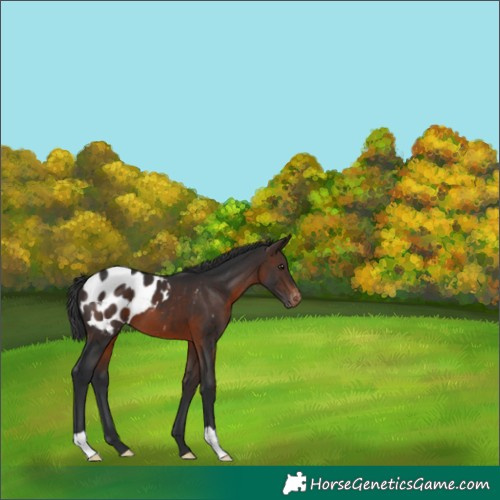 Horse Color:Brown Appaloosa