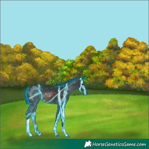 Horse Color:Thunderstruck Brown Tobiano