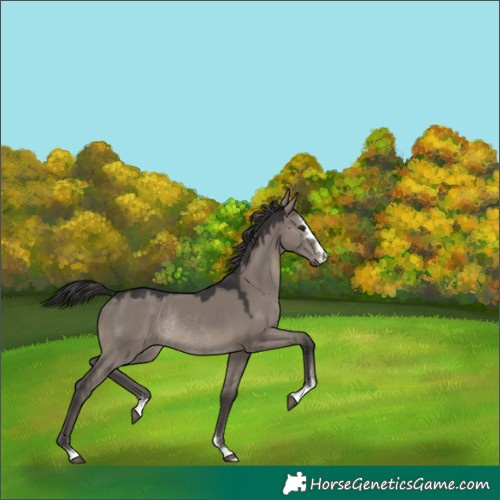 Horse Color:Smoky Grullo Rabicano