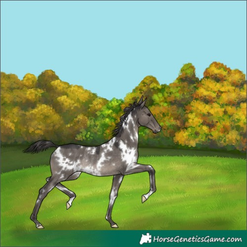 Horse Color:White Spotted Smoky Grullo Rabicano