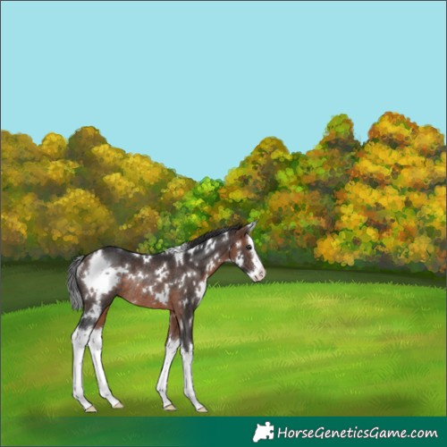Horse Color:White Spotted Brown Splash Rabicano 