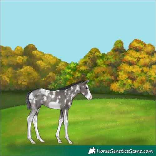 Horse Color:White Spotted Grullo Splash Frame Rabicano