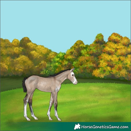 Horse Color:Brown Dun Sabino Rabicano 