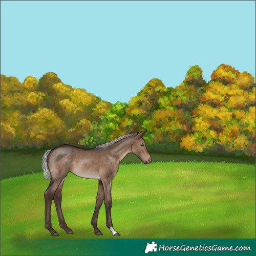 Horse Color:Silver Brown Dun 
