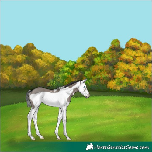 Horse Color:Grullo Sabino Splash Frame Rabicano 