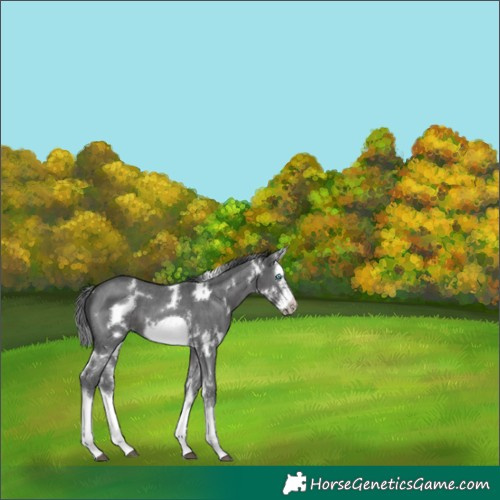 Horse Color:White Spotted Black Sabino Splash Frame 