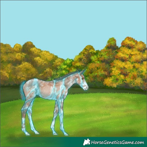 Horse Color:Thunderstruck Brown Pearl Sabino Appaloosa Rabicano