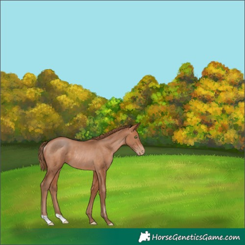 Horse Color:Brown Pearl Rabicano 