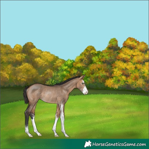 Horse Color:Bay Dun Sabino Rabicano 