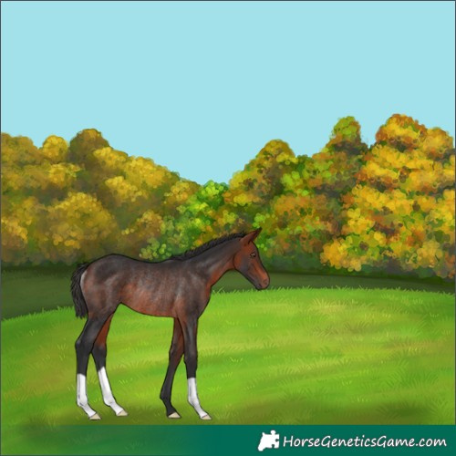 Horse Color:Bay Rabicano