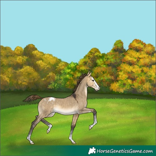 Horse Color:Buckskin Dun Blanket 