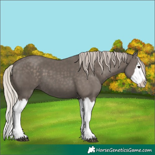 Horse Color:Silver Black Splash