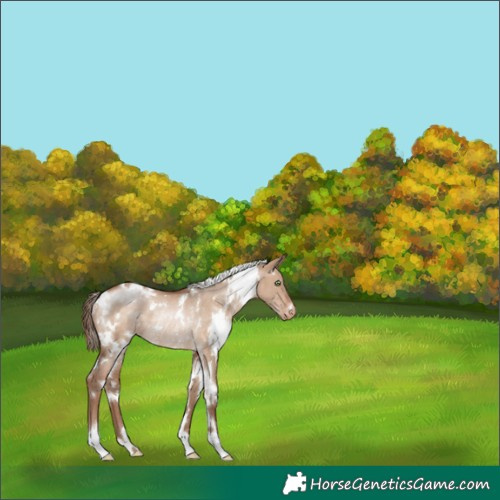 Horse Color:White Spotted Brown Pearl Dun Appaloosa Rabicano 