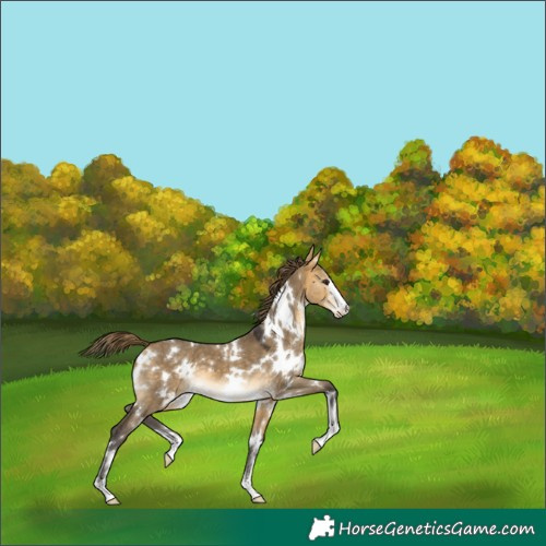 Horse Color:White Spotted Buckskin Dun Varnish