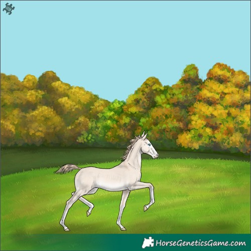 Horse Color:Perlino Dun Appaloosa