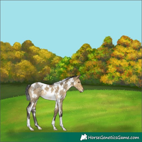 Horse Color:White Spotted Buckskin Dun