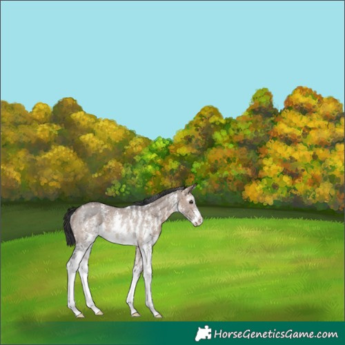 Horse Color:Brown Dun Sabino Rabicano
