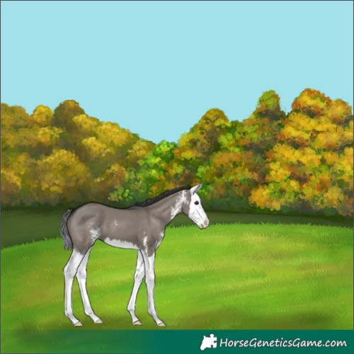 Horse Color:Grullo Sabino Splash 