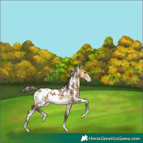 Horse Color:White Spotted Buckskin Dun Appaloosa 
