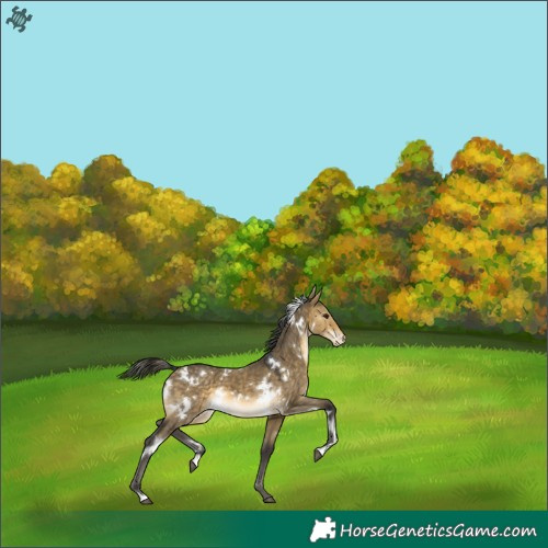 Horse Color:White Spotted Buckskin Dun Appaloosa