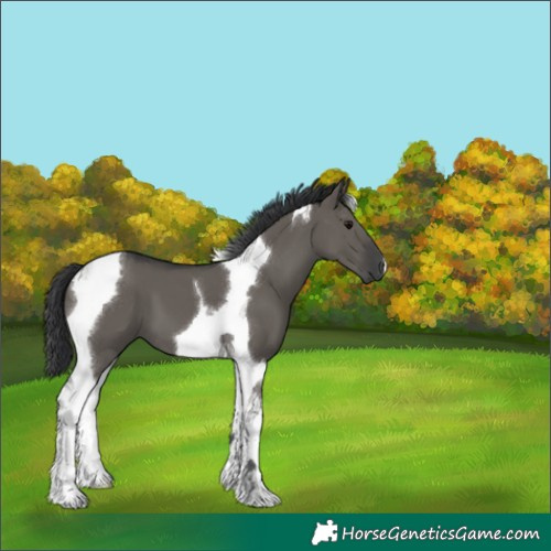 Horse Color:Grullo Tobiano