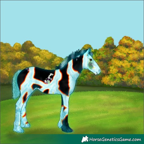 Horse Color:Thunderstruck White Spotted Black Rabicano 