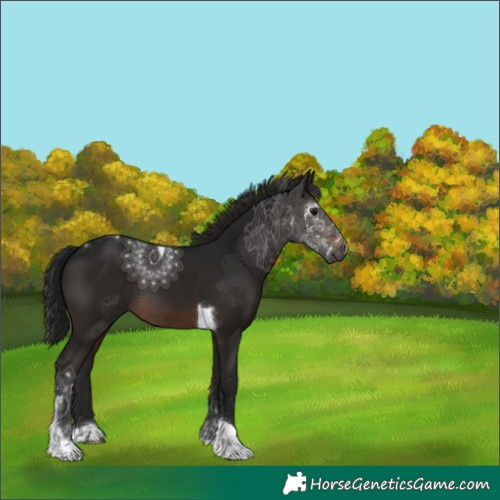 Horse Color:Gray Brown Tobiano