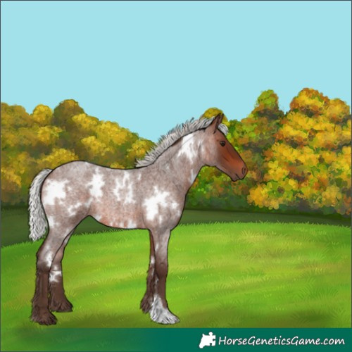 Horse Color:White Spotted Silver Bay Roan 