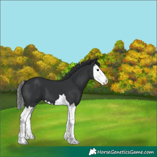 Horse Color:Black Splash 