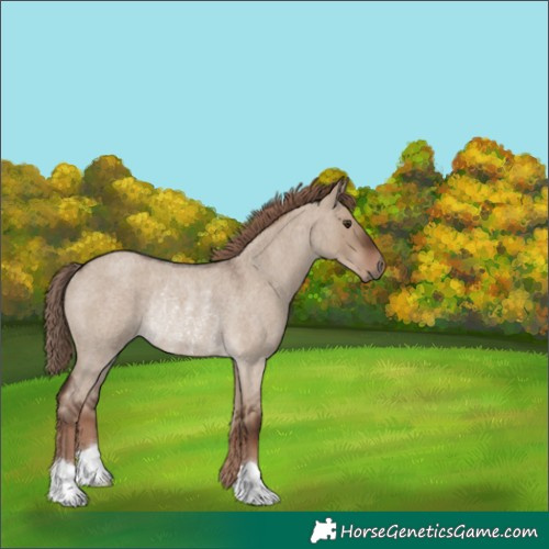 Horse Color:Liver Red Dun Roan Rabicano