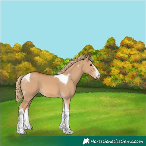 Horse Color:White Spotted Red Dun Tobiano 