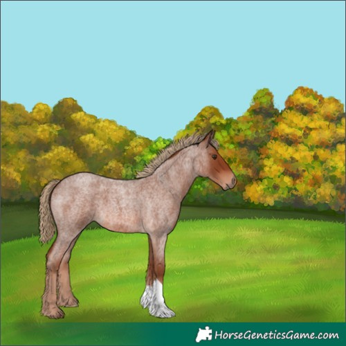 Horse Color:Red Roan