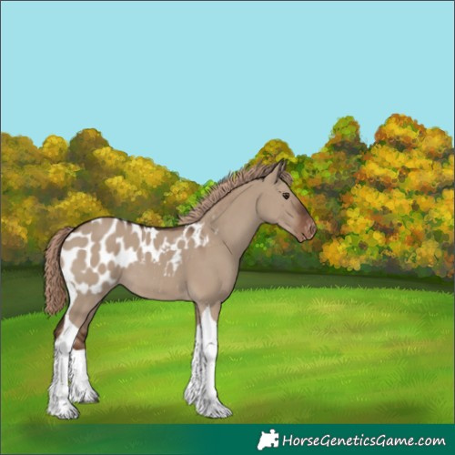 Horse Color:Liver Red Dun Tobiano Appaloosa
