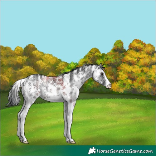 Horse Color:Blue Onyx Chinchilla Ice Sabino 