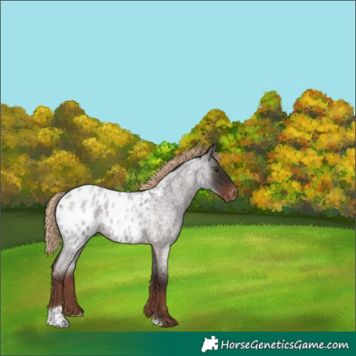 Horse Color:Liver Red Roan Appaloosa