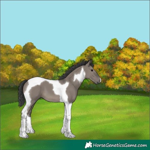 Horse Color:Grullo Tobiano 