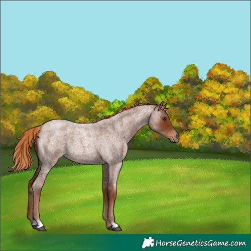 Horse Color:Red Roan 