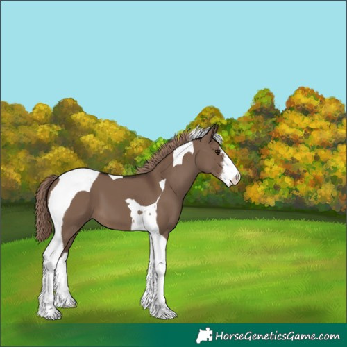 Horse Color:White Spotted Liver Red Dun Tobiano 