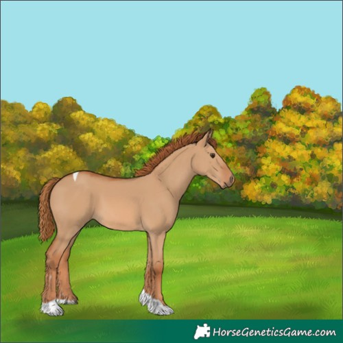 Horse Color:Red Dun Tobiano 