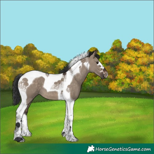 Horse Color:Brown Dun Tobiano 