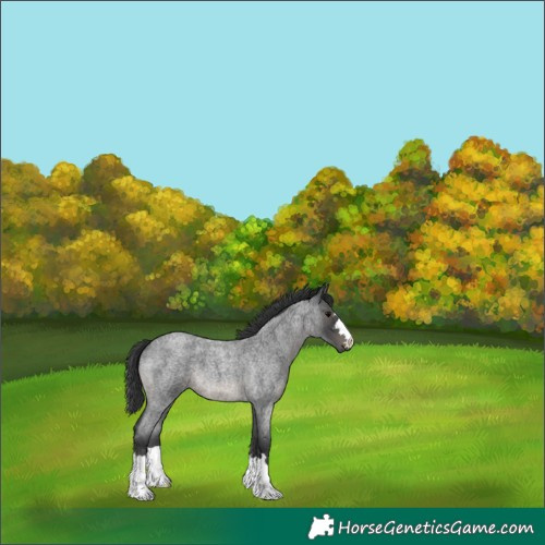 Horse Color:Blue Roan 