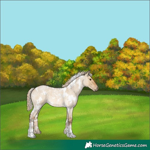 Horse Color:White Spotted Chocolate Palomino Roan Dun 