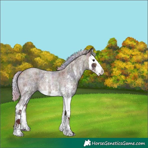 Horse Color:Nacre Silver Buckskin Ice Roan Sabino Splash