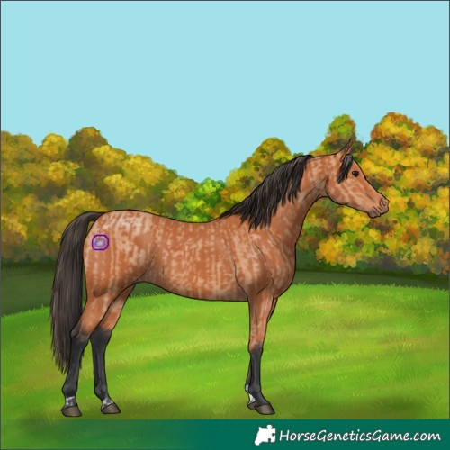 Horse Color:Bay Dun and Bay