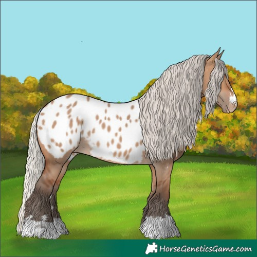 Horse Color:Silver Brown Dun Appaloosa 
