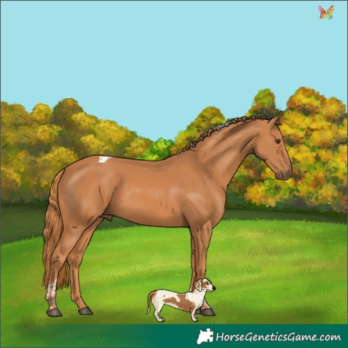 Horse Color:Chestnut Tobiano 
